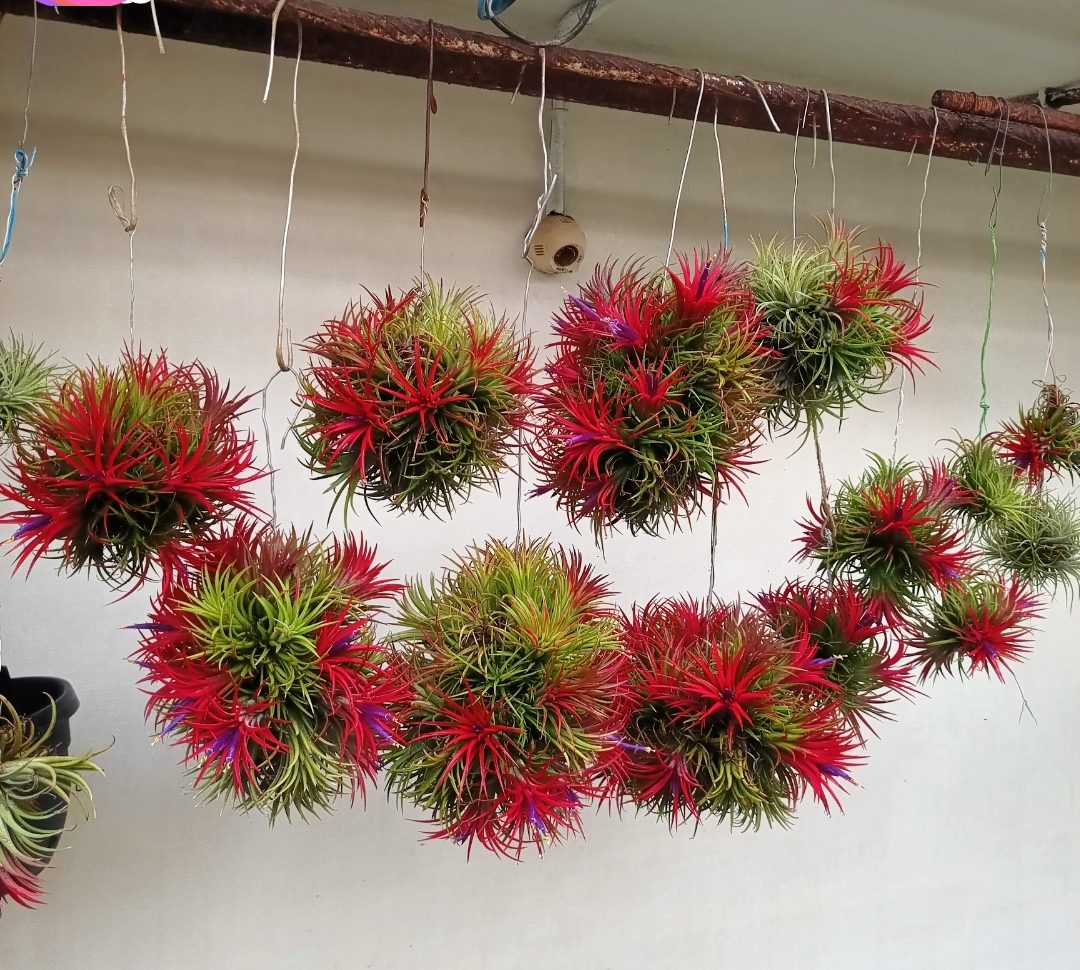 Many red air plant balls hanging from wires