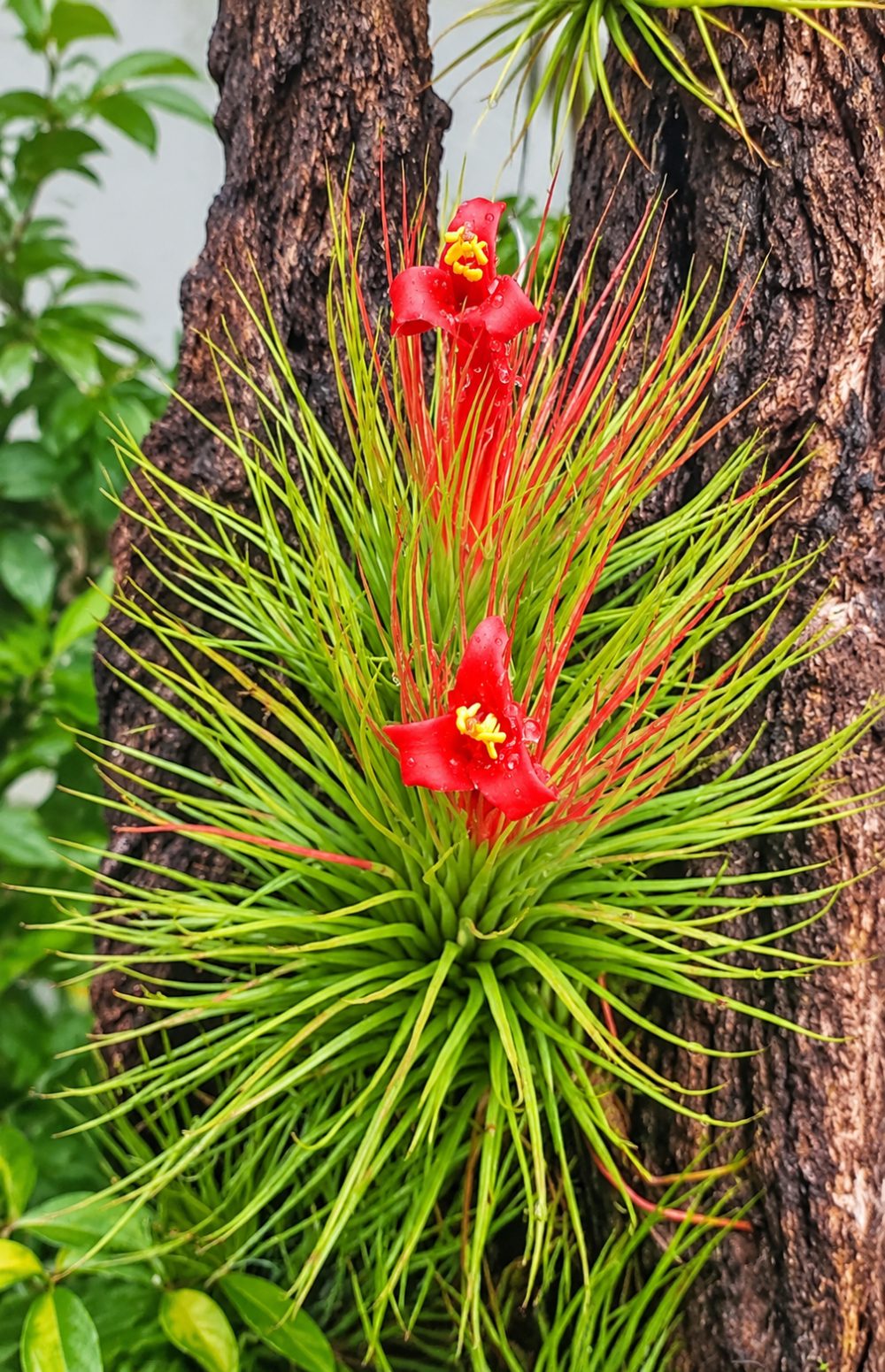 An air plant with two red flowers growing on a tree trunk