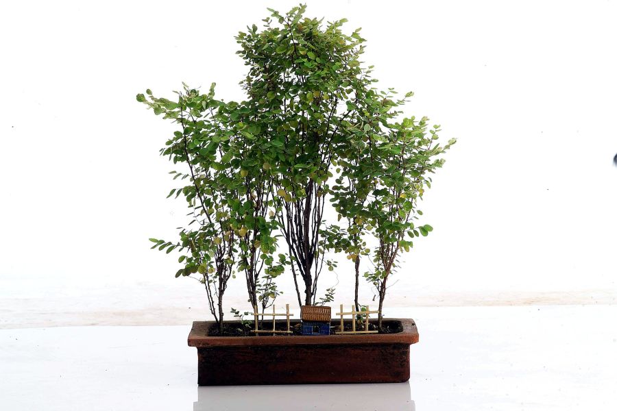 Bonsai forest planting in a long pot