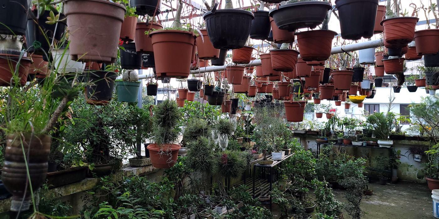 Rows of hanging pots and bonsai in the garden