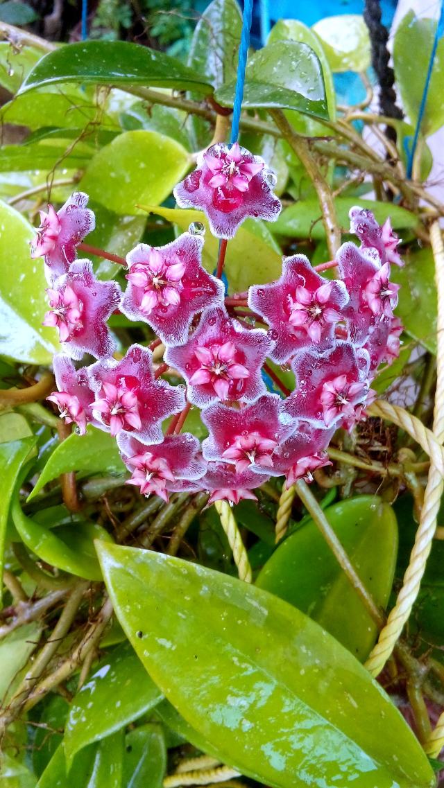 Pink hoya flower cluster