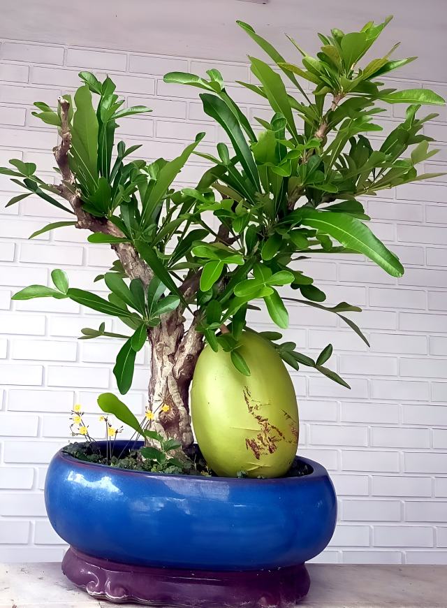 Mango tree grown from its seed into a bonsai in a blue pot